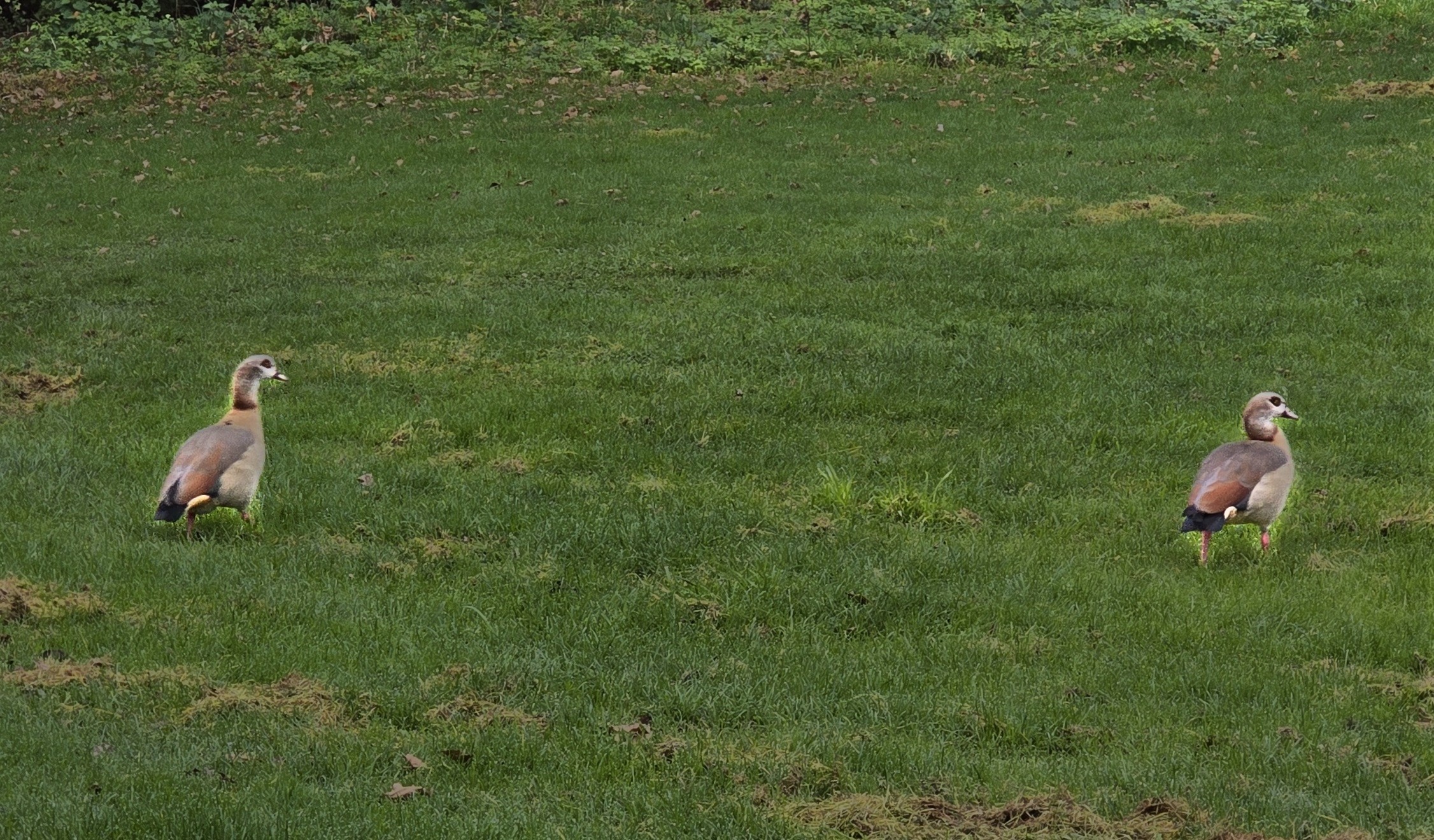 Photo of two Ducks waddling to their end of December 2025 goals, asking what are your goals this week? Photo taken by Baldi, A.K.A Amonn AL-Mahrouq.