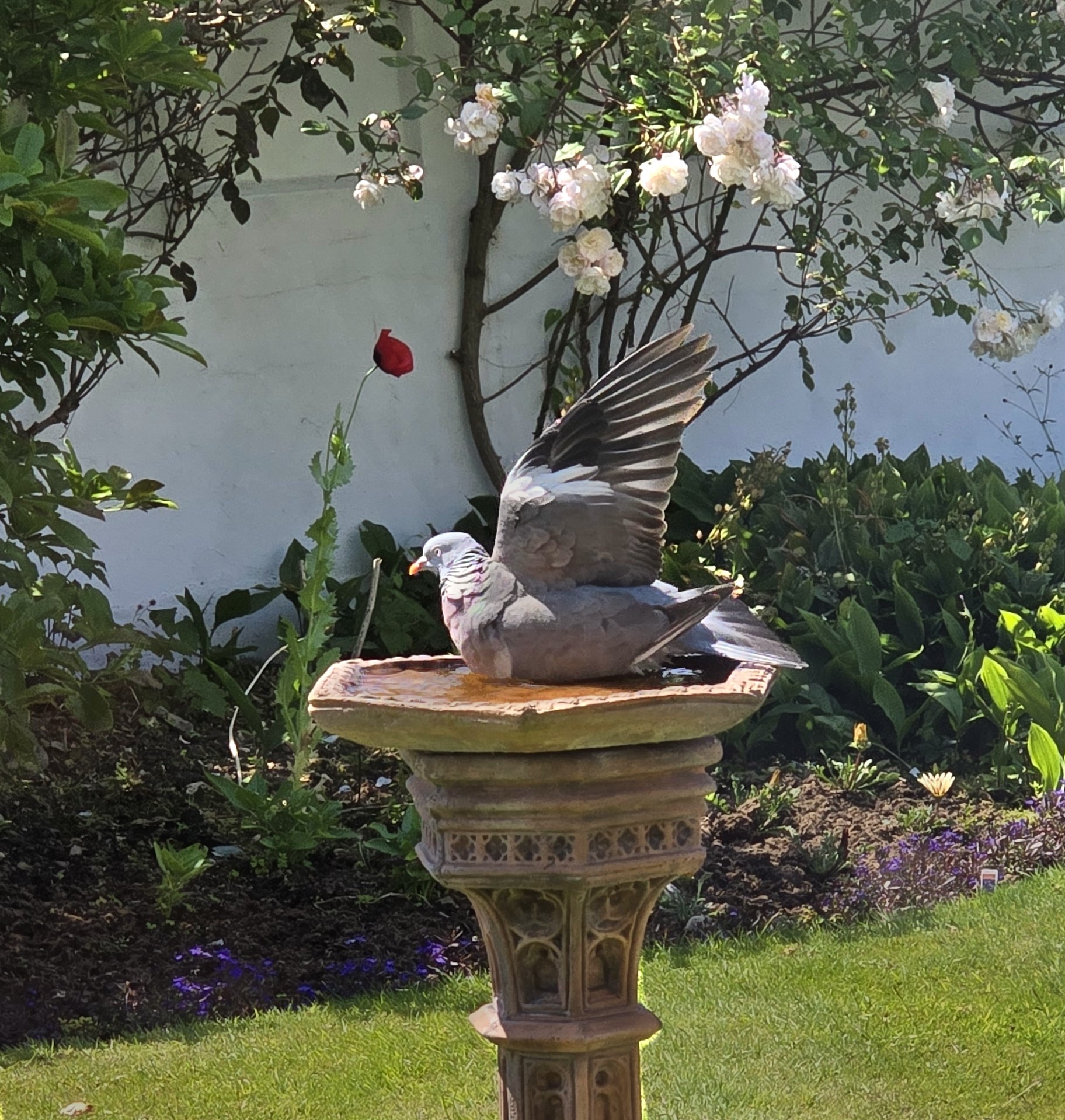 Photo of a Bird, in a Bird Bath just before take off, or landing asking where have these last few weeks flown to? Photo taken by Baldi, A.K.A Amonn AL-Mahrouq.