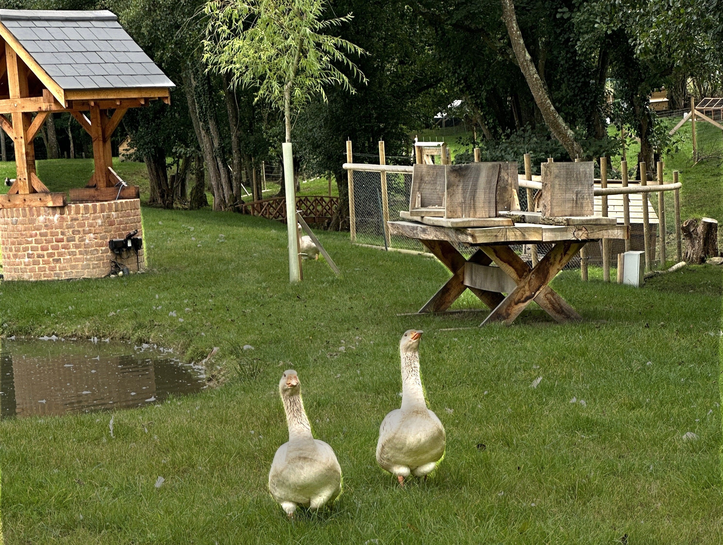 Photo of two Geese walking towards their weekly Goals asking, what have you planned to achieve? Photo taken by Baldi, A.K.A Amonn AL-Mahrouq Home on the Web: All Wired Up in November 2025.