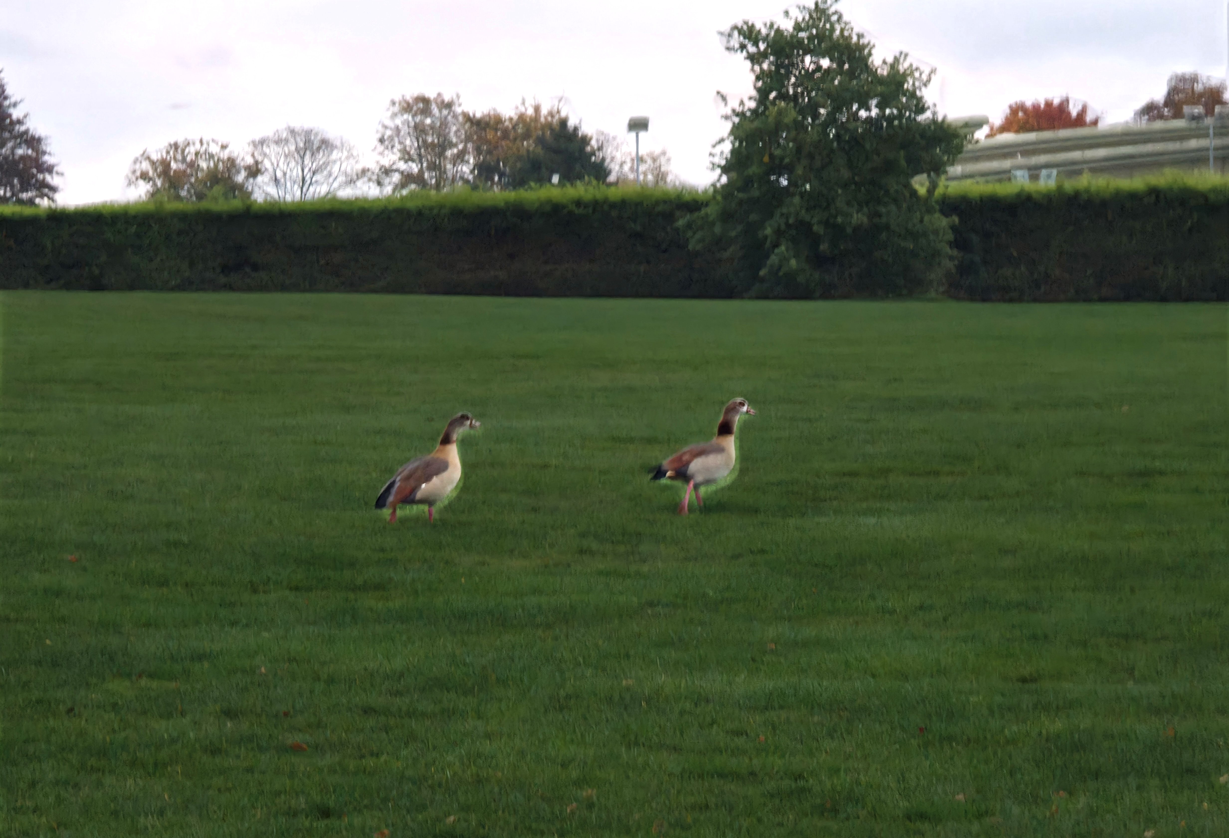 A photo of 2 animals marching forwards asking what goals have you set yourself this week>?