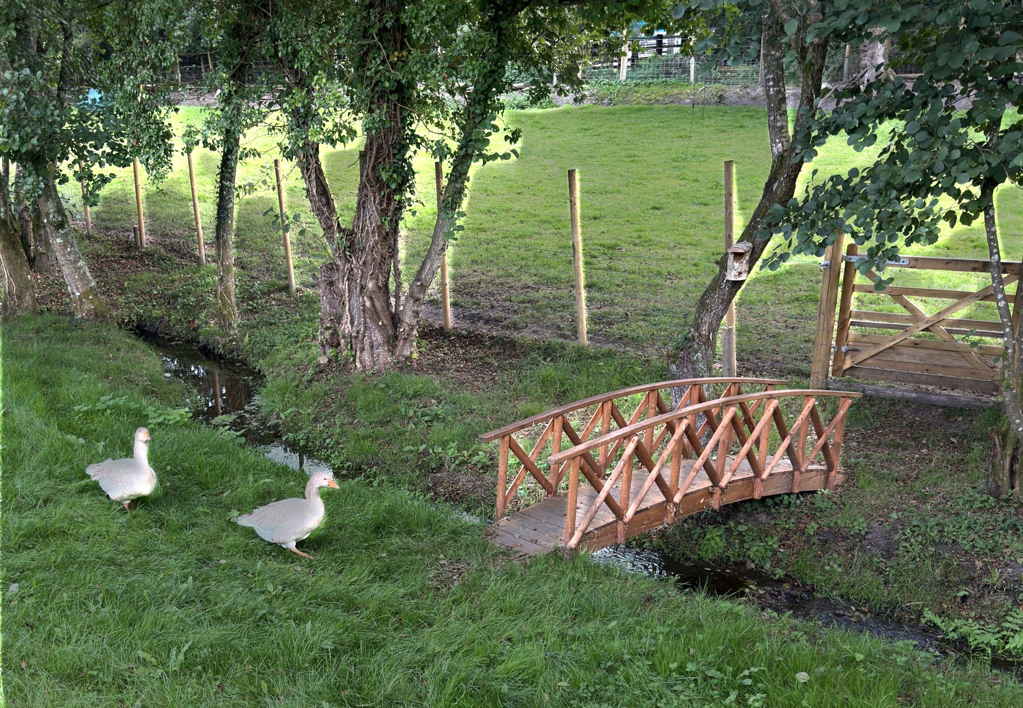 Photo of 2 friendly animals progressing towards their goal, asking, what are your goals this coming week>? Photo taken by Baldi, A.K.A Amonn AL-Mahrouq at Guildford Spectrum Ice Rink.