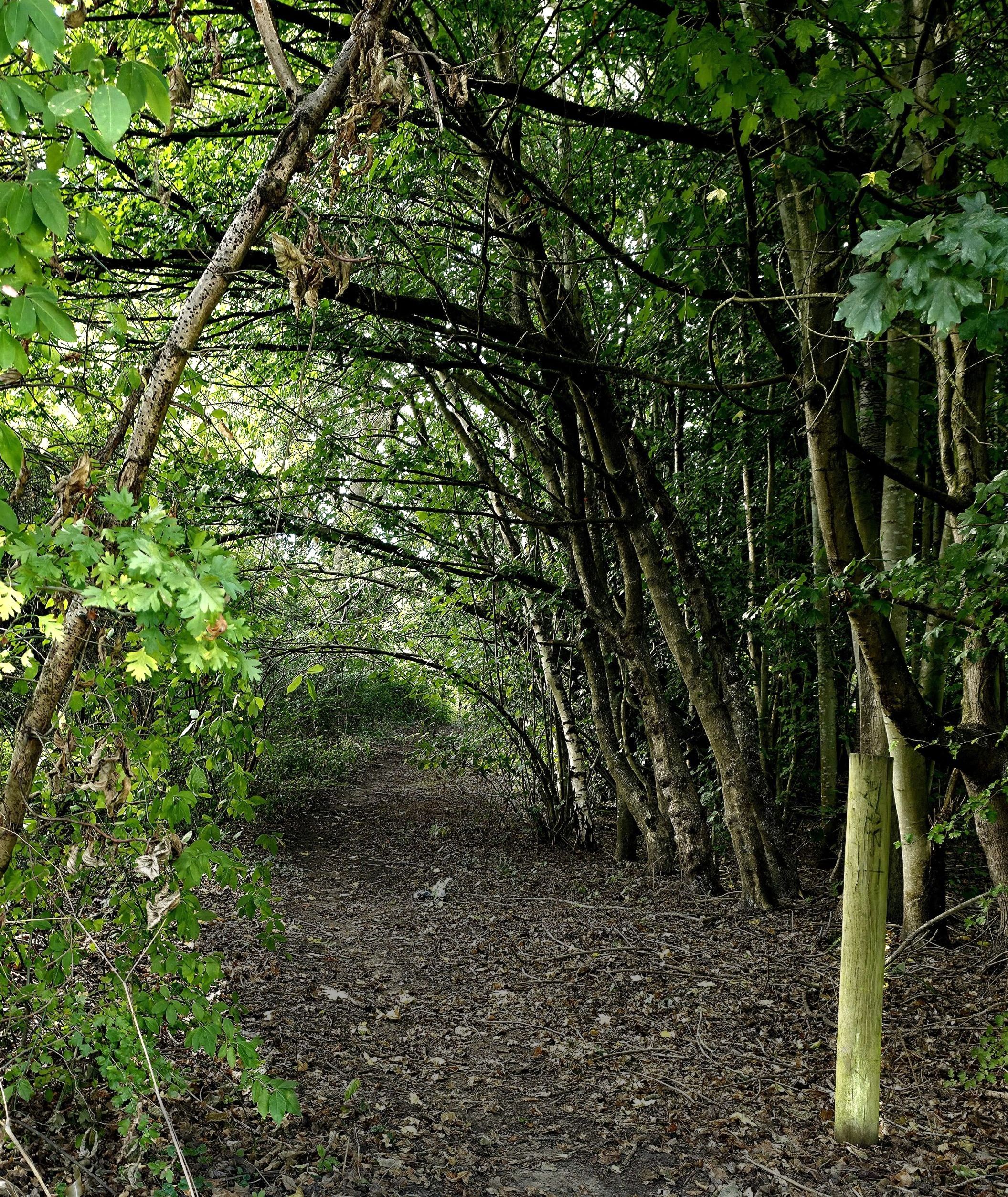 Photo of a path covered by trees in Wild Wood, Guildford, Surrey, United Kingdom signifying Baldi, A.K.A Amonn AL-Mahrouq progressing towards his goals, photo taken by Amonn AL-Mahrouq