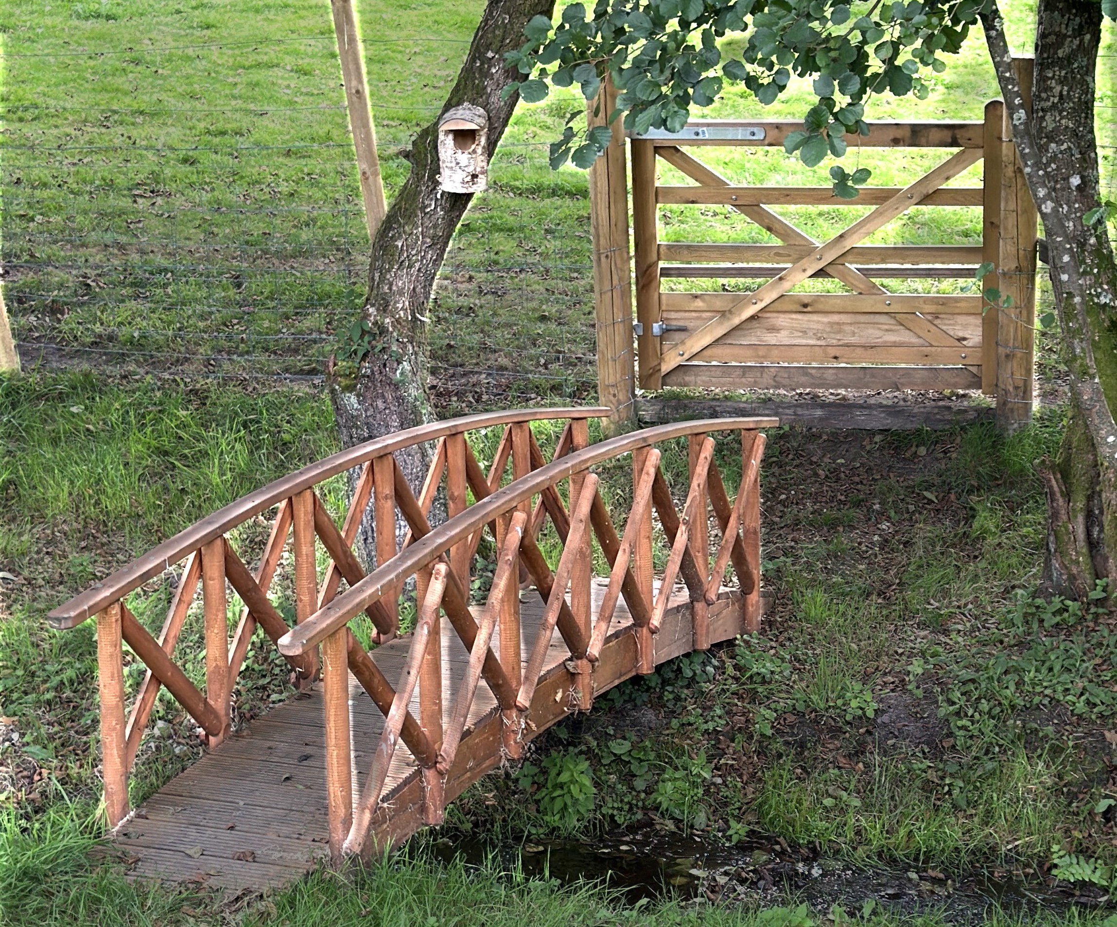 A photo of a bridge over grassland and a stream asking, where are you headed this week? Photo taken in November, 2025, by Baldi, A.K.A Amonn AL-Mahrouq
