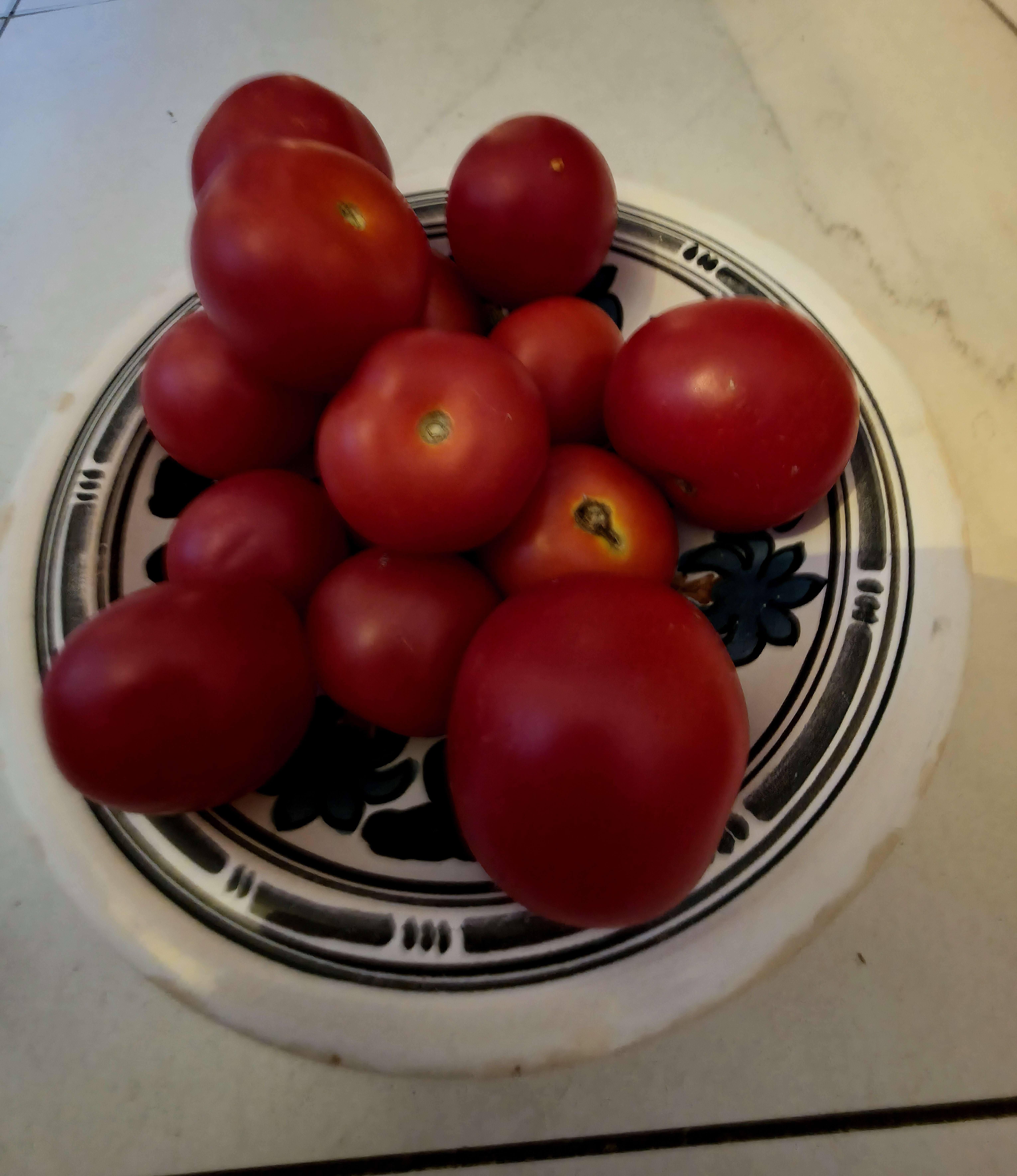 Home grown large red Tomatoe crop in August 2025