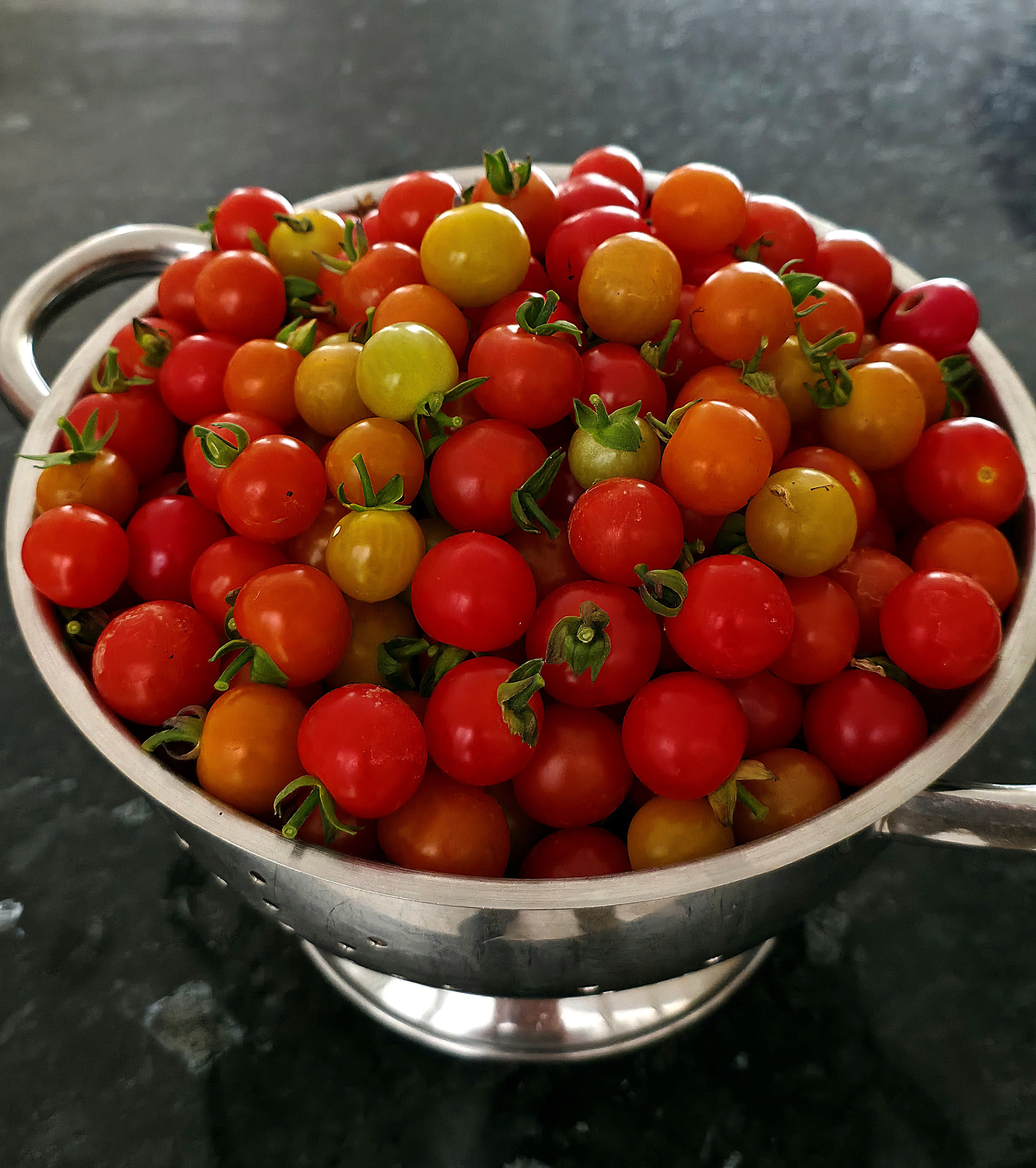 Home grown small Tomatoe crop in August 2025
