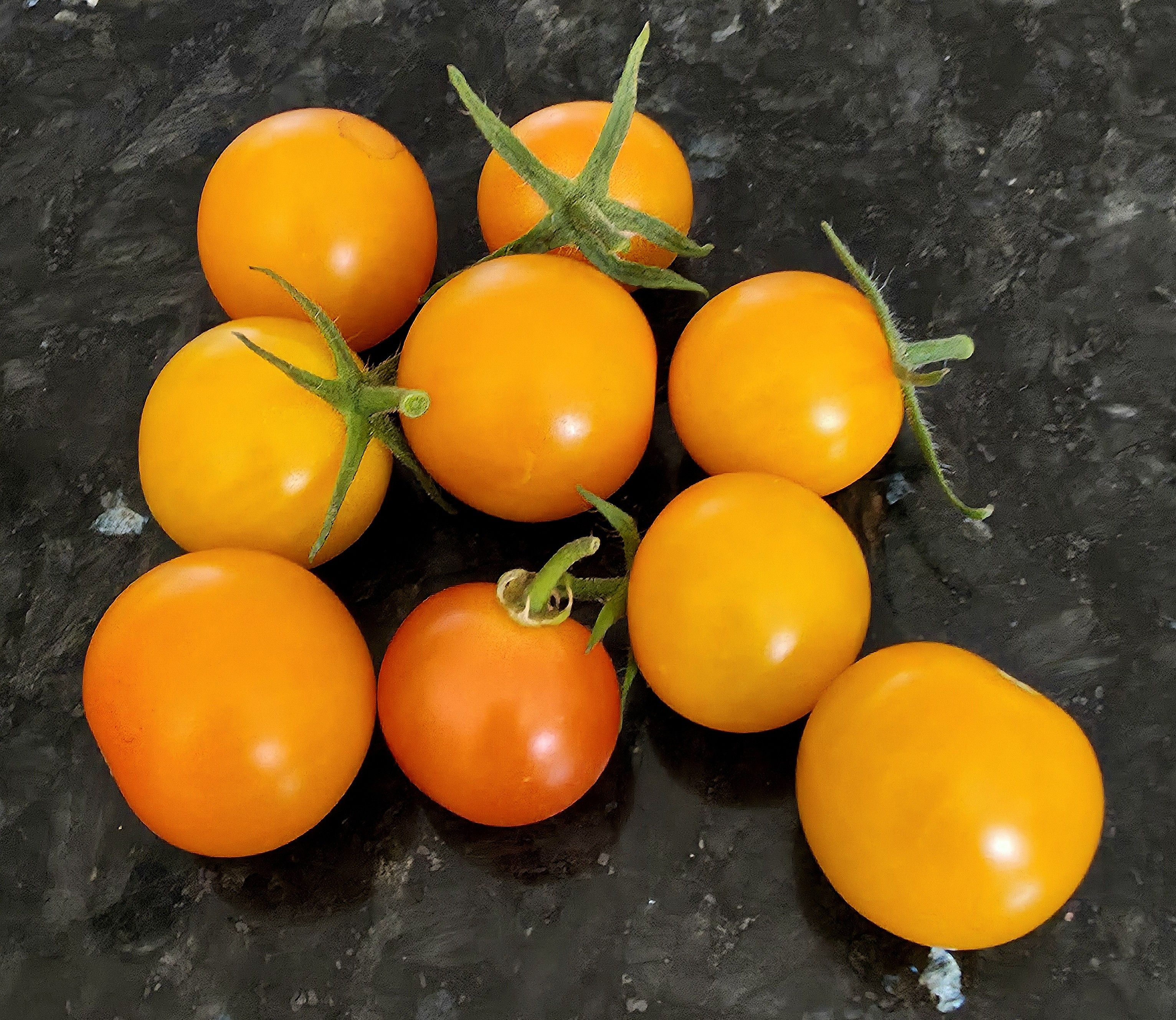 Home grown yellow, as yet unripe Tomatoe crop in August 2025