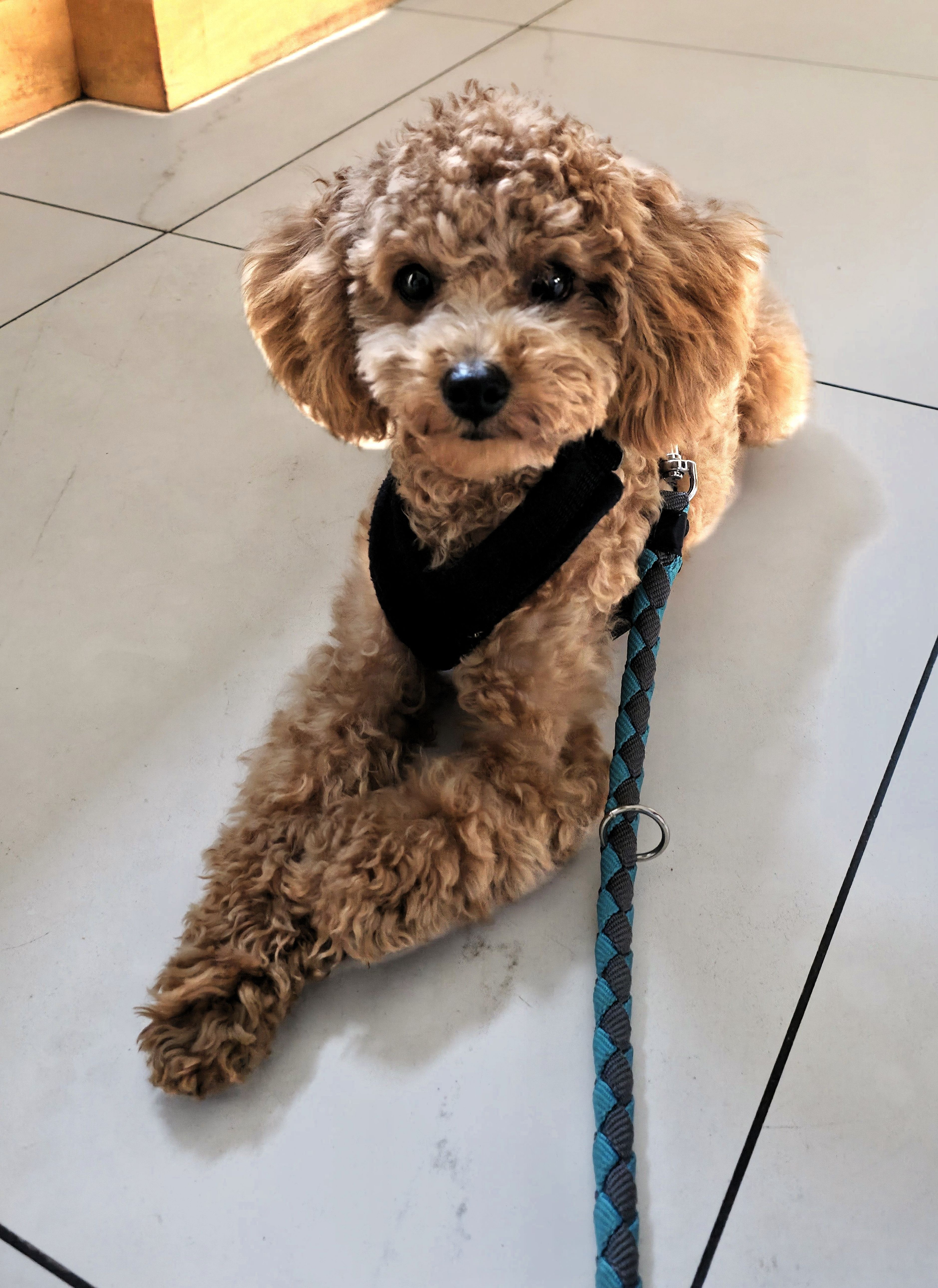 Photo of Lilly celebrating my, Baldi's, A.K.A Amonn AL-Mahrouq's Birthday in February 2026. Photo taken in by Baldi