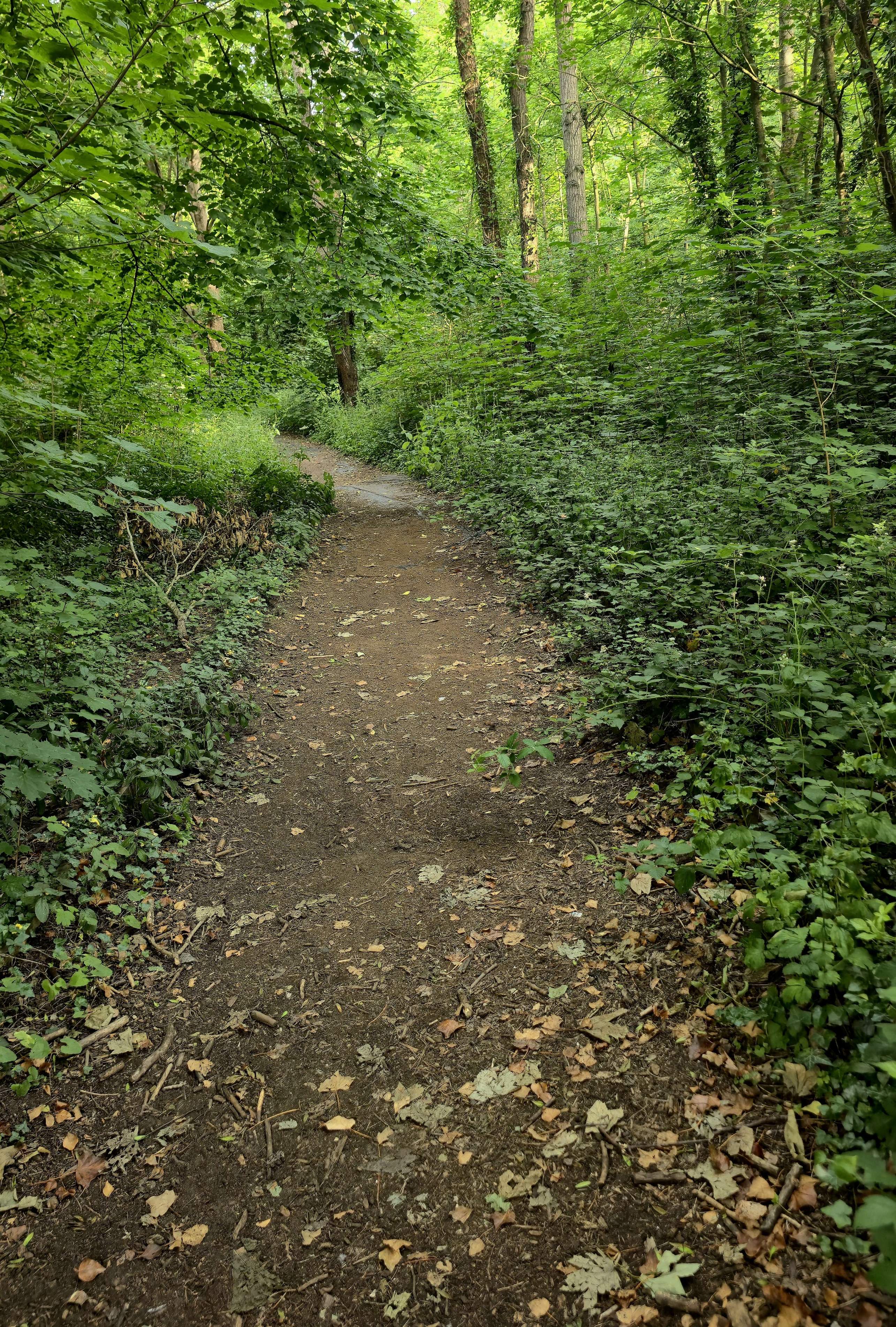A photo showing a path in a Wood, moving away into the distance, asking what are your long term goals for 2026? Photo taken near Wild Wood, Guildford in January 2026 by Baldi, A.K.A Amonn AL-Mahrouq