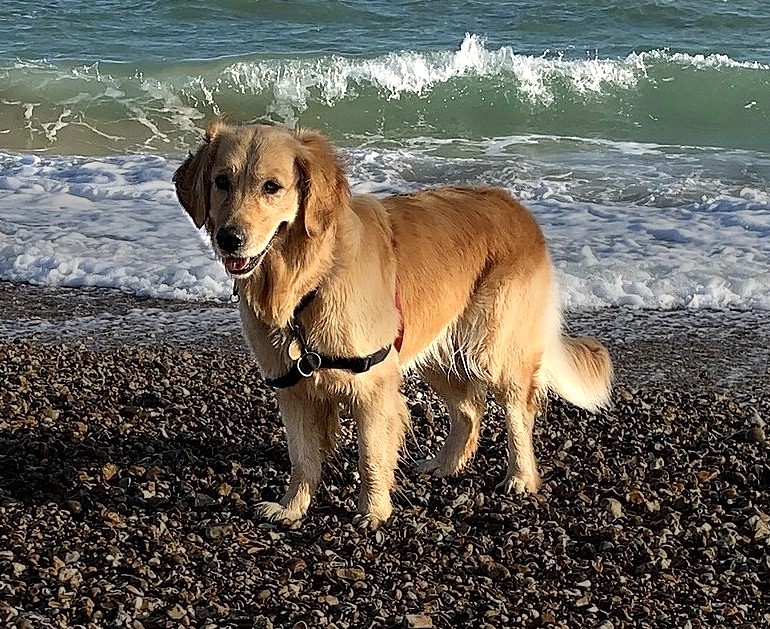 Photo of Poppy celebrating my, Baldi's, A.K.A Amonn AL-Mahrouq's Birthday in February 2026. Photo taken in by Baldi