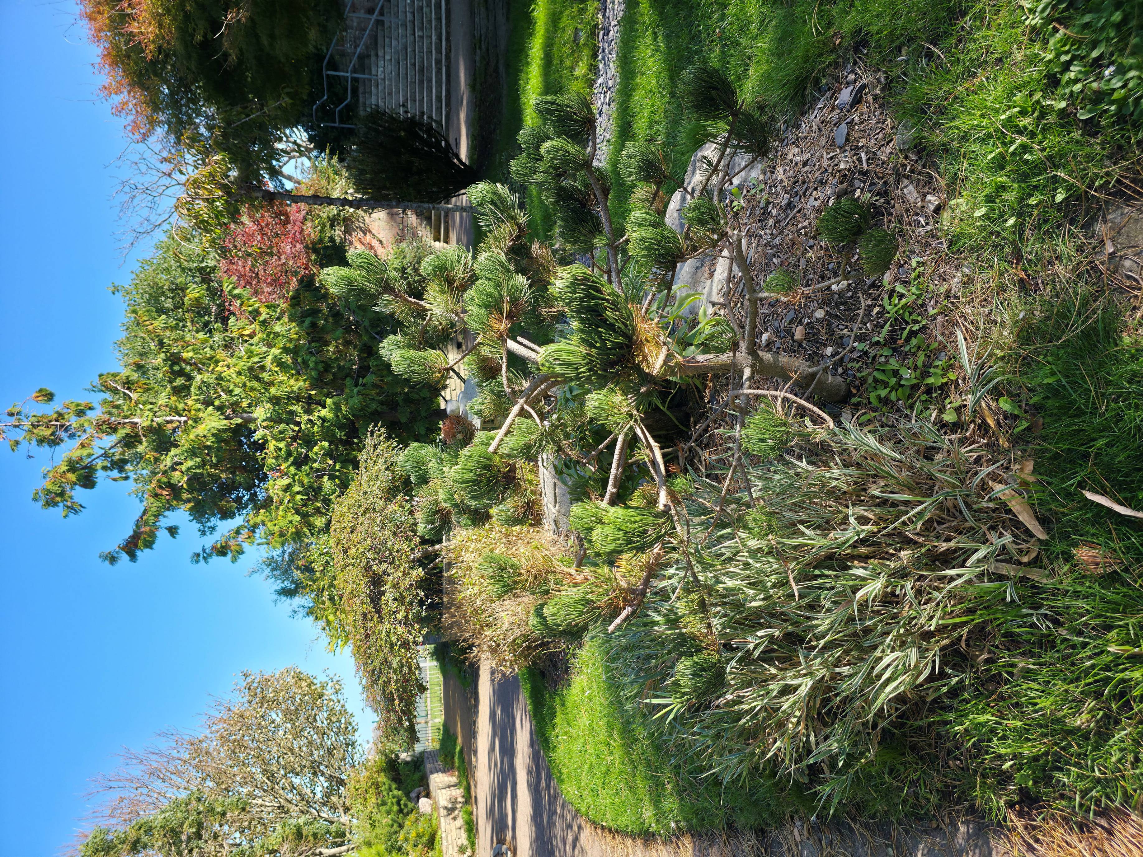 Photo of a Tress and sourrounding area in Portsmouth Japanese Gardens. Photo taken in October 2025 by Baldi, A.K.A Amonn AL-Mahrouq.