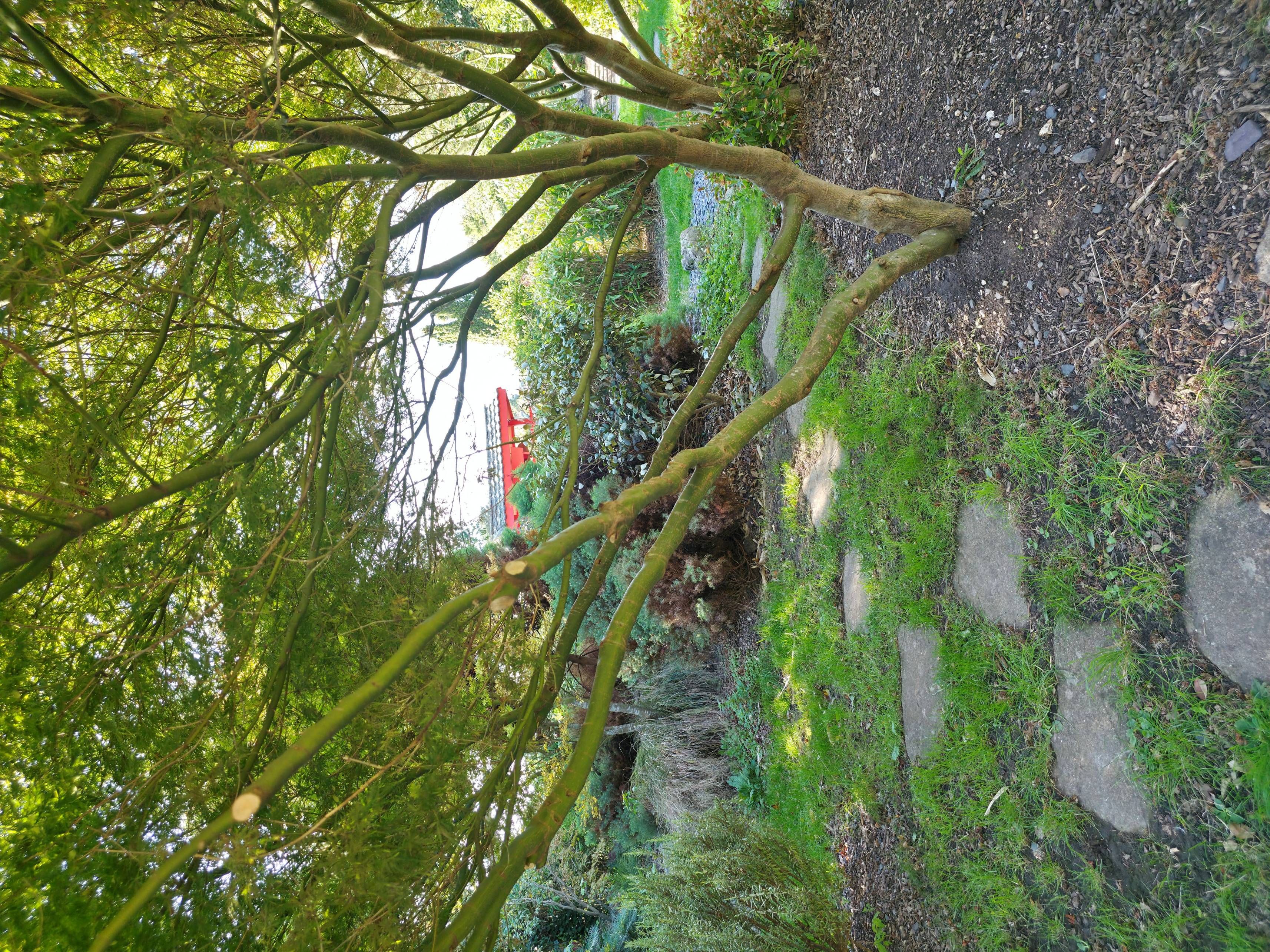 Photo of a Portsmouth Japanese Gardens path to a seating area. Photo taken in October 2025 by Baldi, A.K.A Amonn AL-Mahrouq.