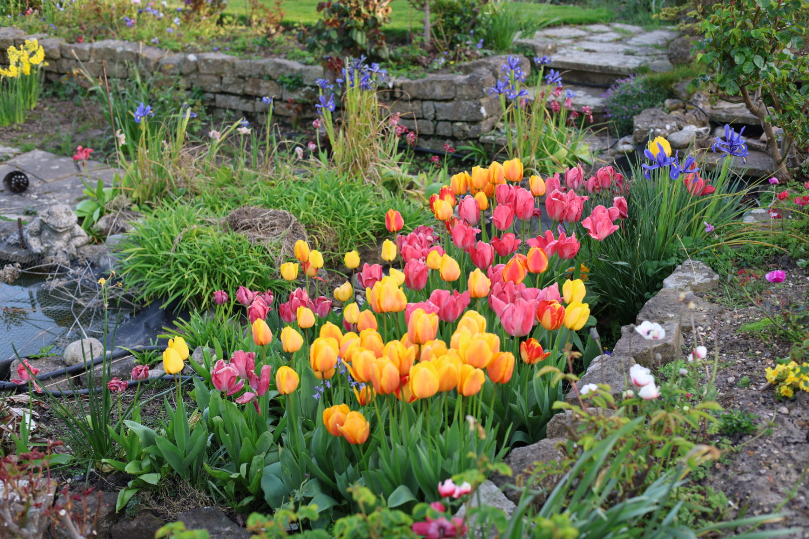 Beautiful Spring bulbs blossoming into Yellow, Red and Pink flowers. Photo taken in December 2025 by Baldi, A.K.A Amonn AL-Mahrouq