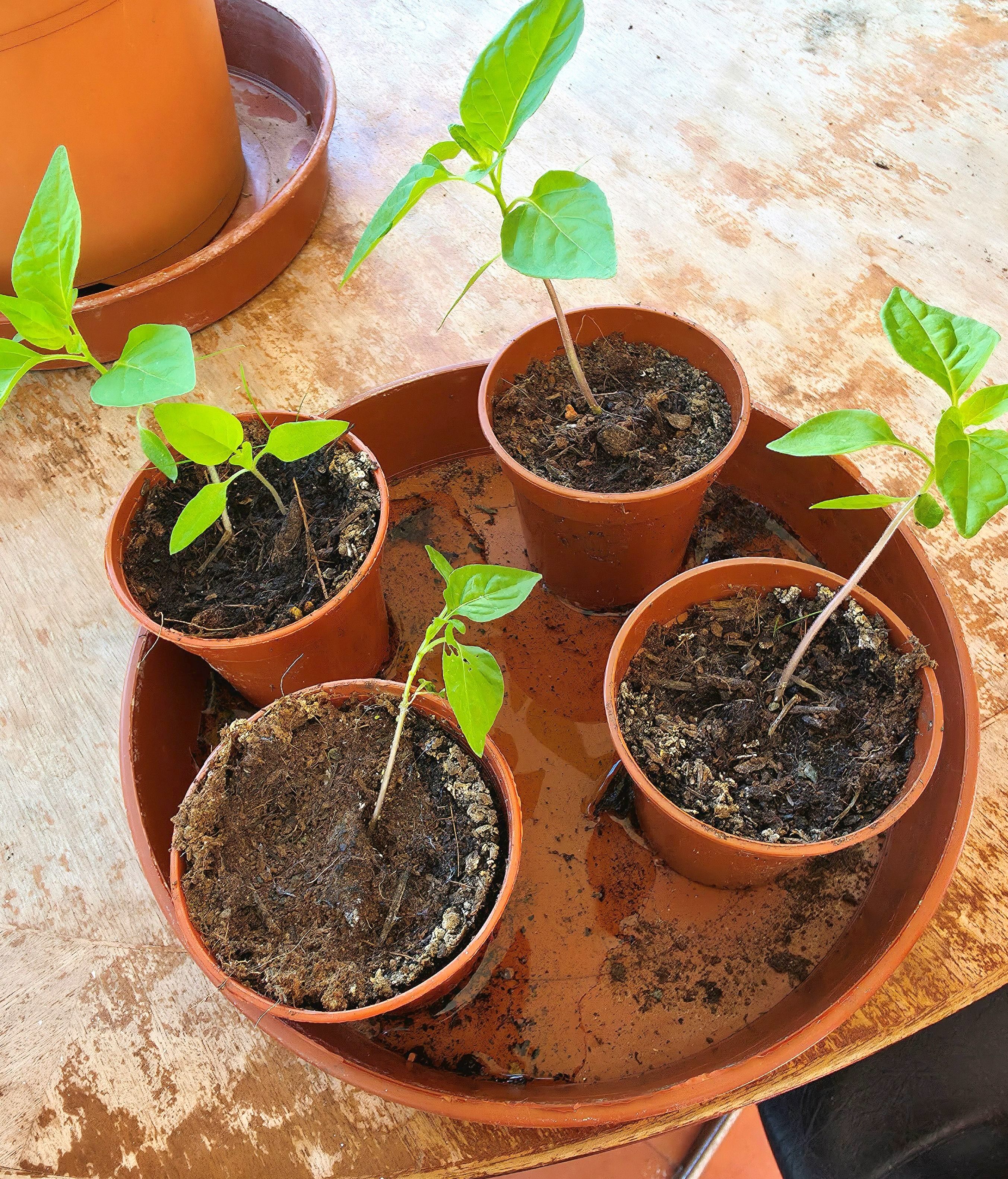 A photo of four tiny plants enjoying the lovely growing season energy of Spring 2026. Photo taken by Amonn AL-Mahrouq