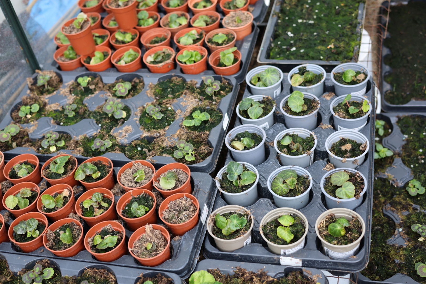 Small plants enjoying the growth energy of Spring 2026. Photo by Amonn AL-Mahrouq