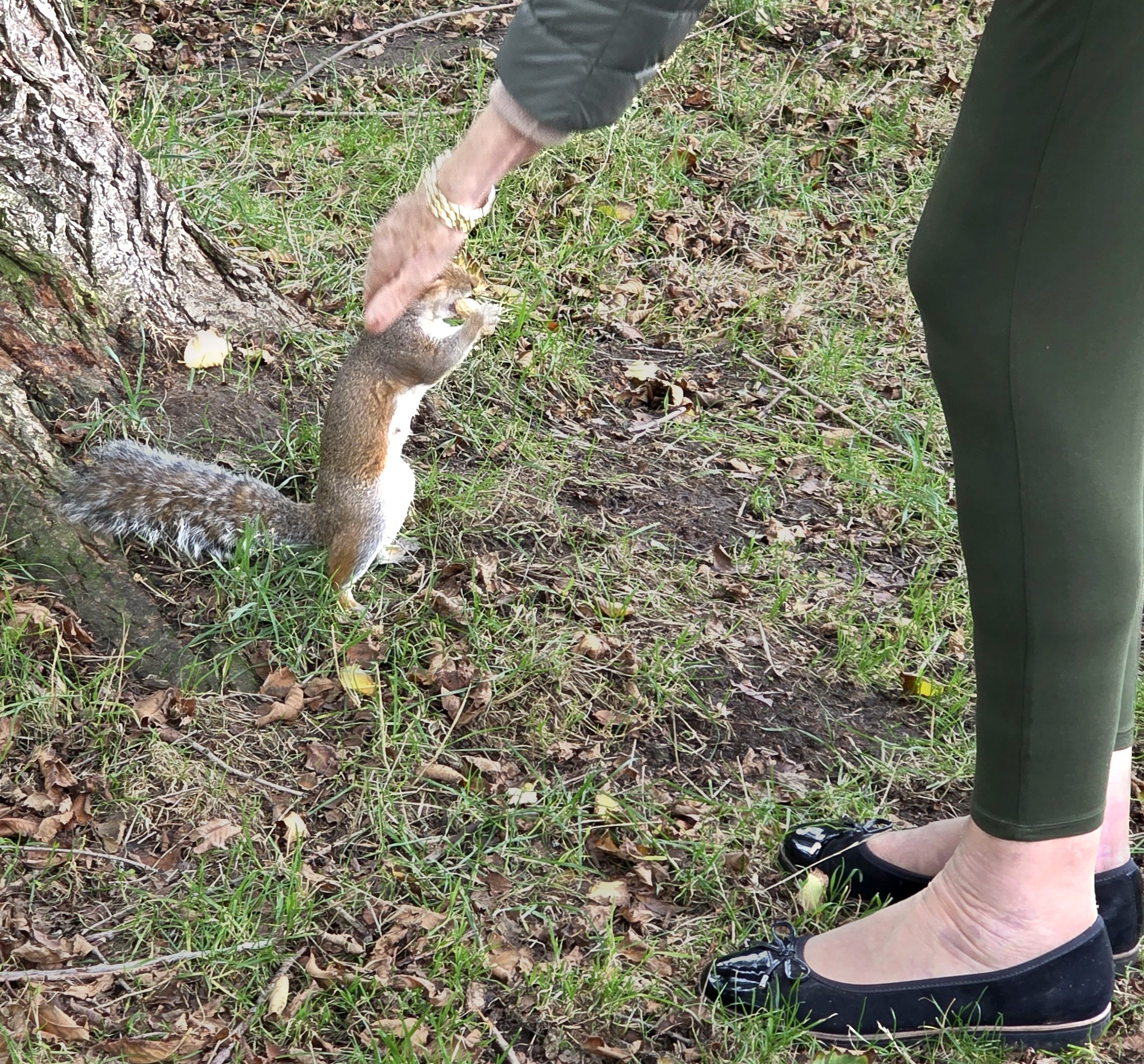 A photo of a friendly squirrel who let us introduce ourselves, taking in our Local Park in Southsea, Hampshire, United Kingdom in late October 2025.