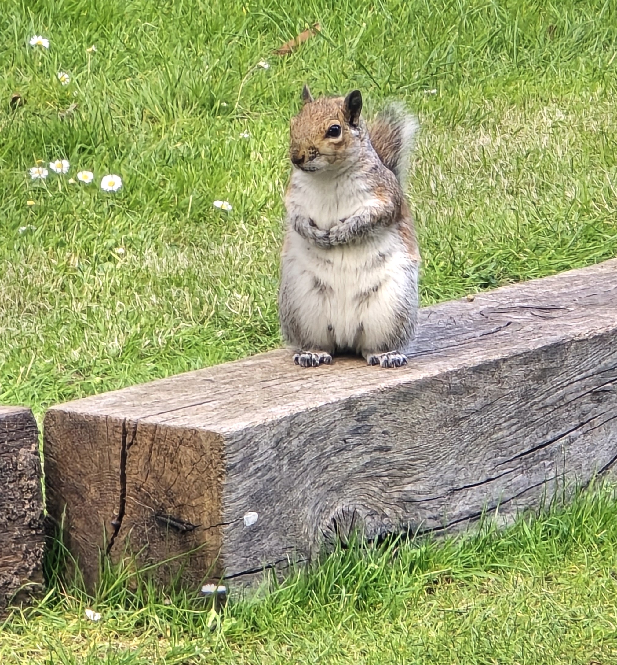 Photo of a Squirrel sat looking me, as if saying hello! on a piece of wood in a park. Photo taken in January 2026 by Baldi, A,K,A Amonn AL-Mahrouq