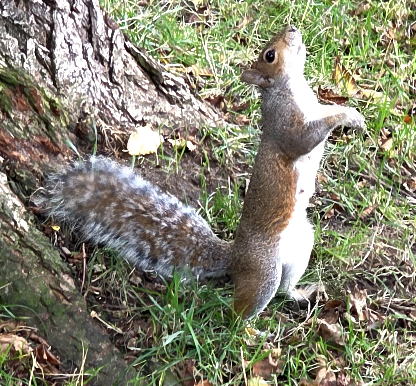 A photo of a friendly squirrel who we met in our local park in Southsea, Kingdom in late October 2025.