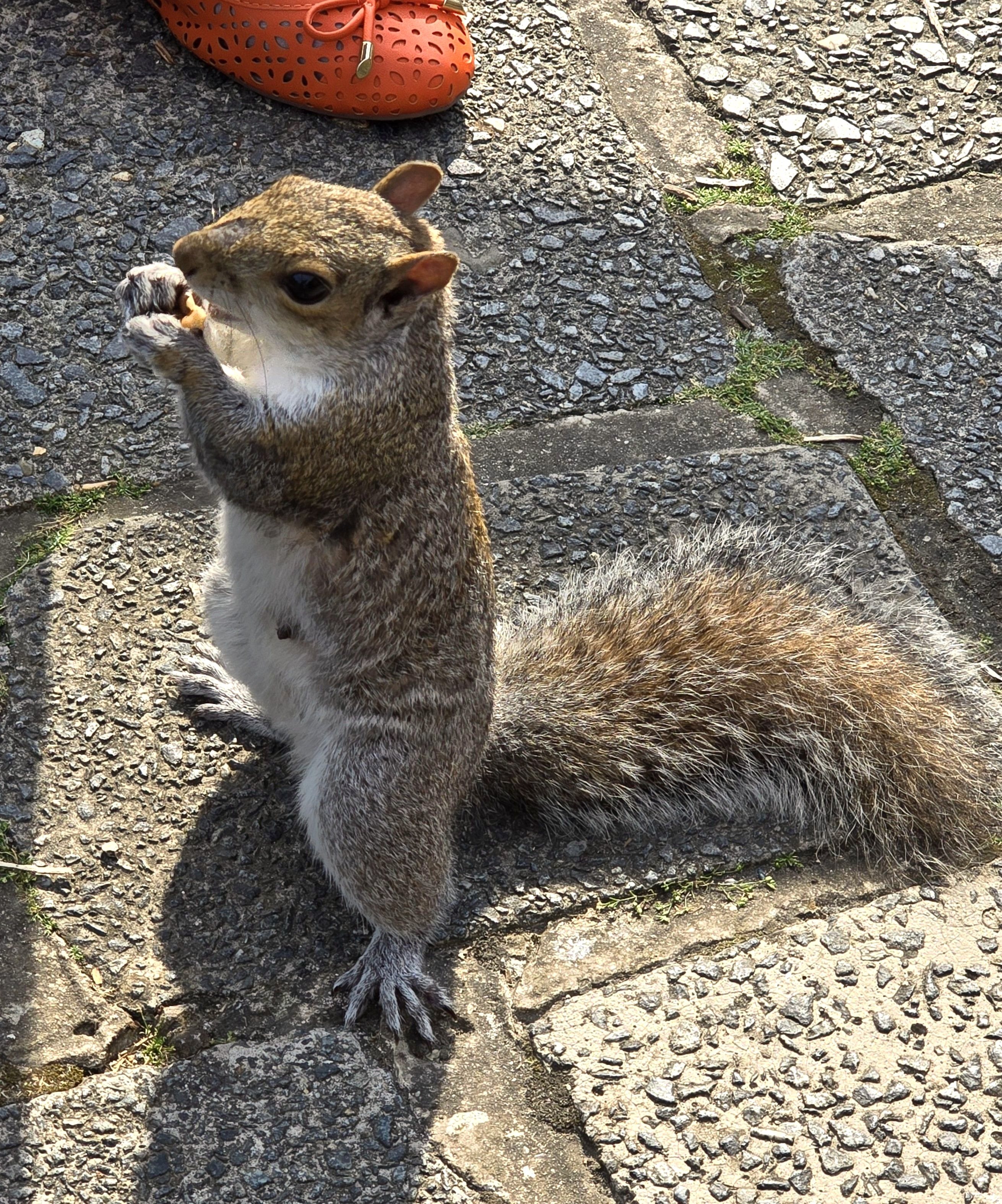 Photo of a Squirrel round our feet saying hello! Photo taken in January 2026 by Baldi, A,K,A Amonn AL-Mahrouq