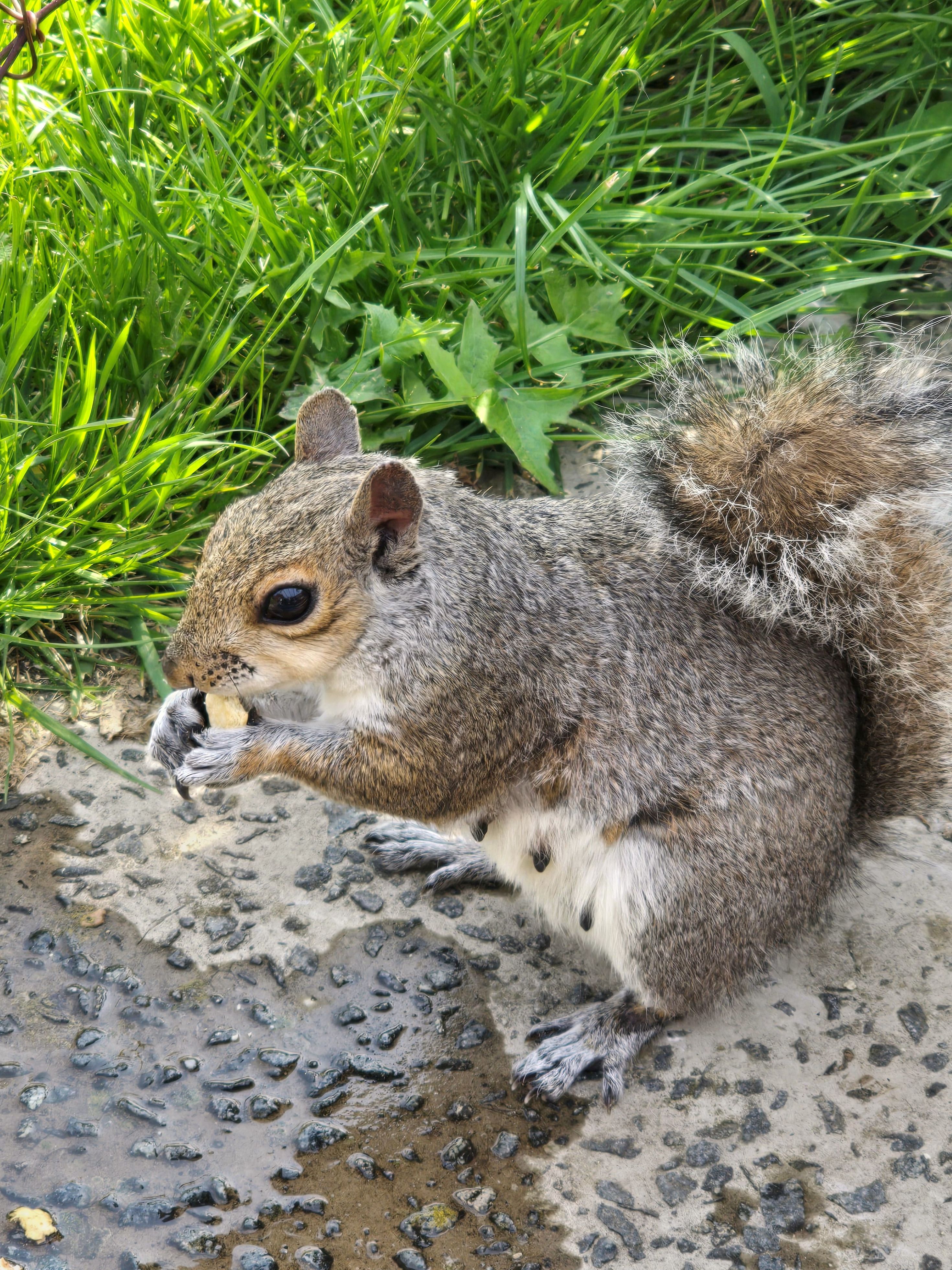 Photo of a Squirrel taking a Nut for their store. Photo taken in January 2026 by Baldi, A,K,A Amonn AL-Mahrouq