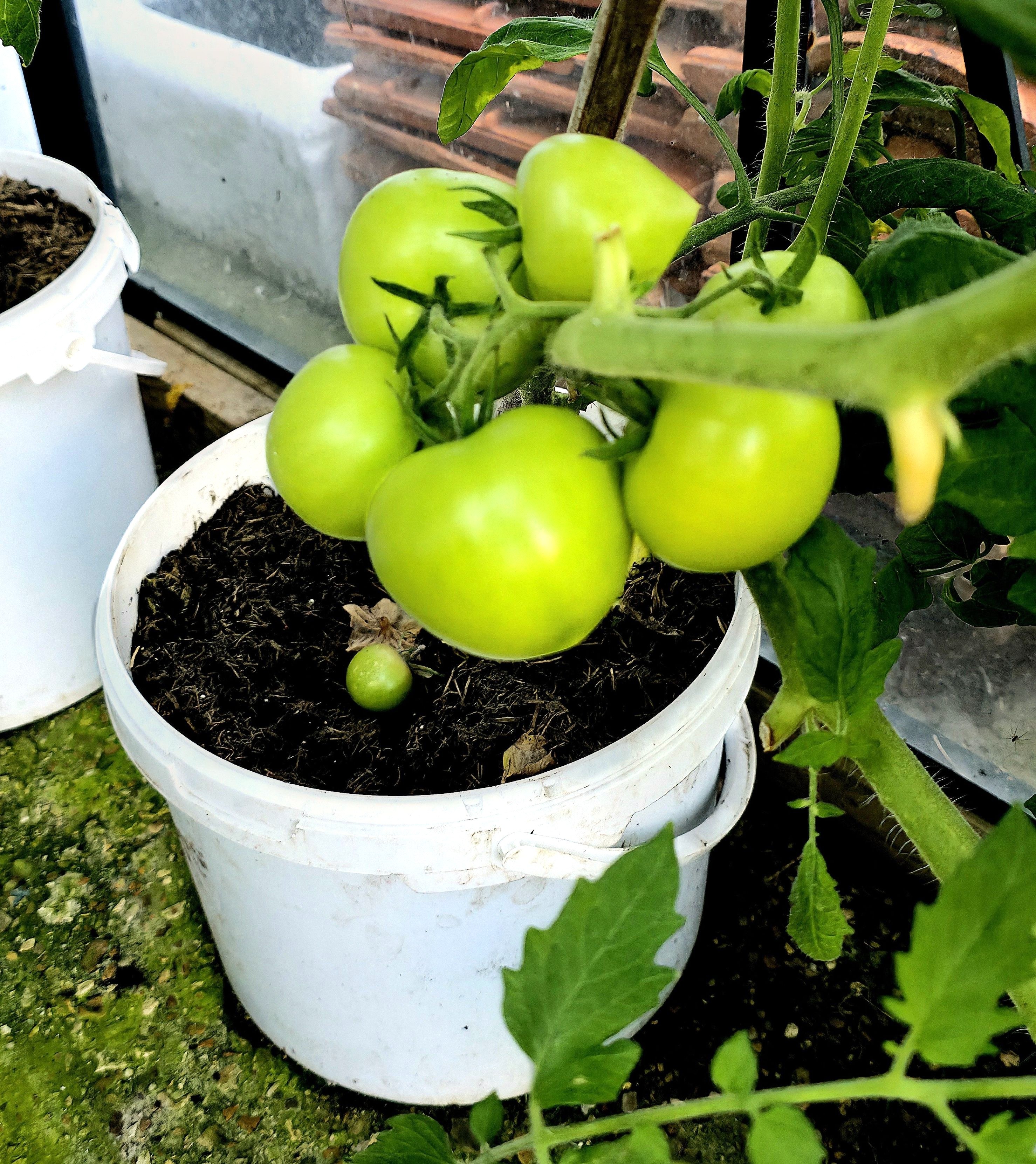 Photo of home grown green Tomatoes signifying the process of growing food yourself. Photo taken by Baldi, A.K.A Amonn AL-Mahrouq.